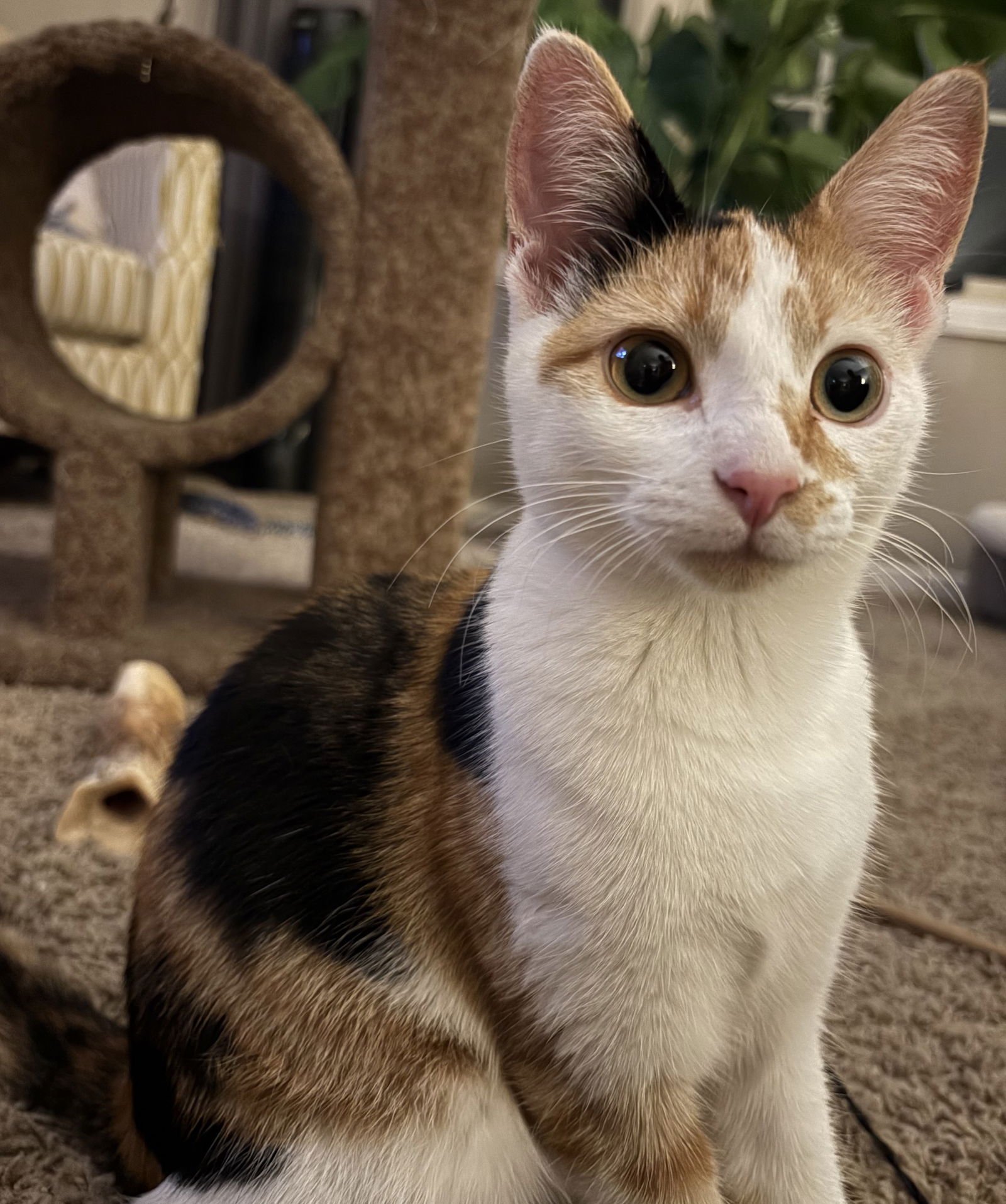 MABEL - Domestic Short Hair available for adoption
