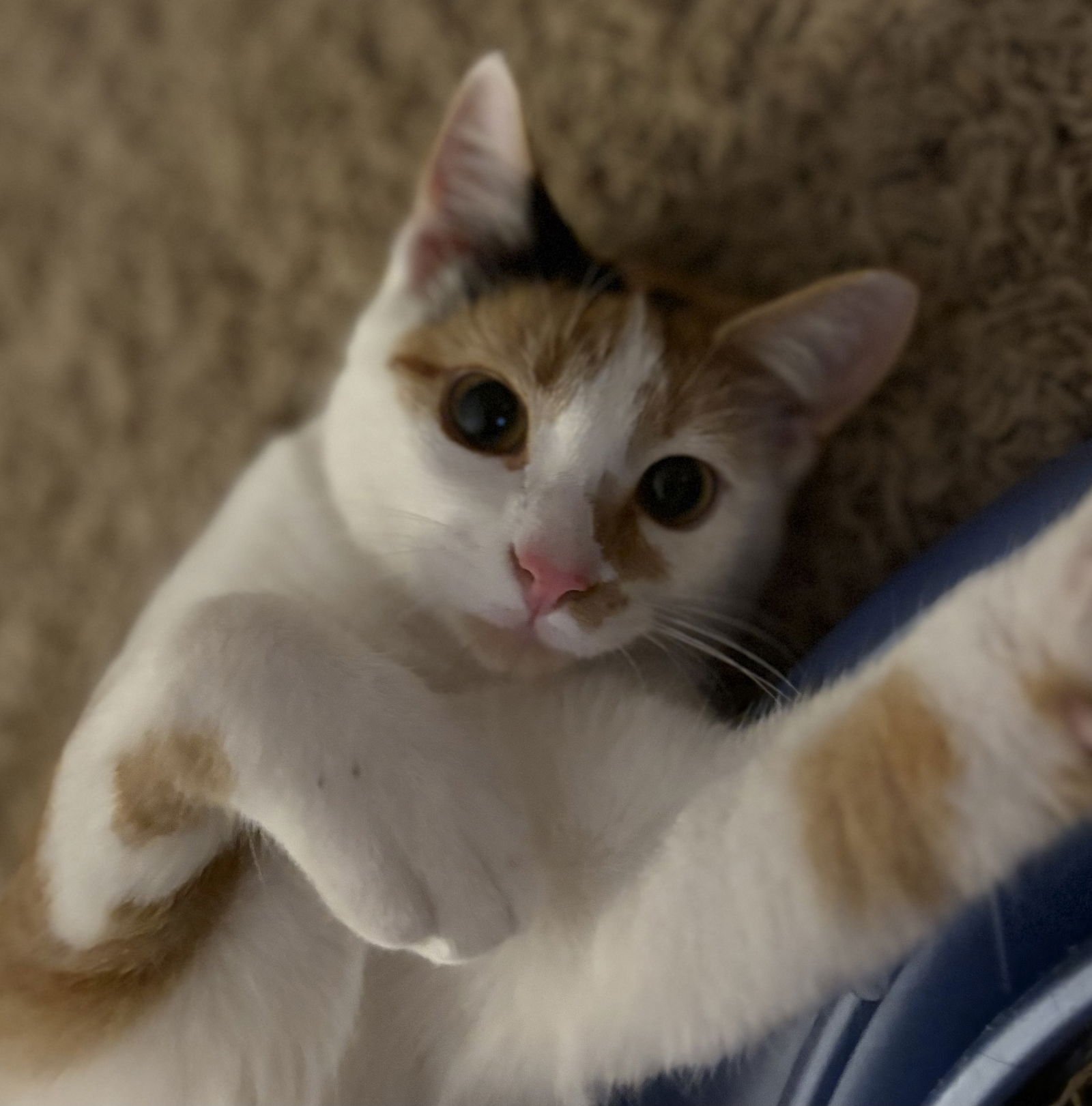 MABEL - Domestic Short Hair available for adoption