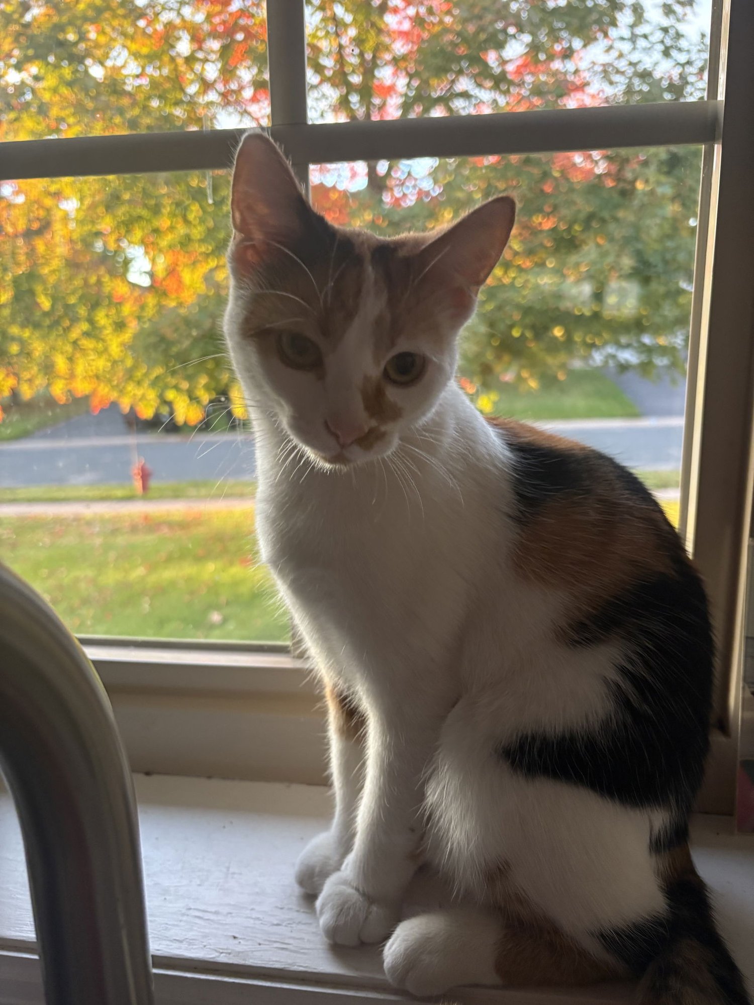 Mabel - Photo 4