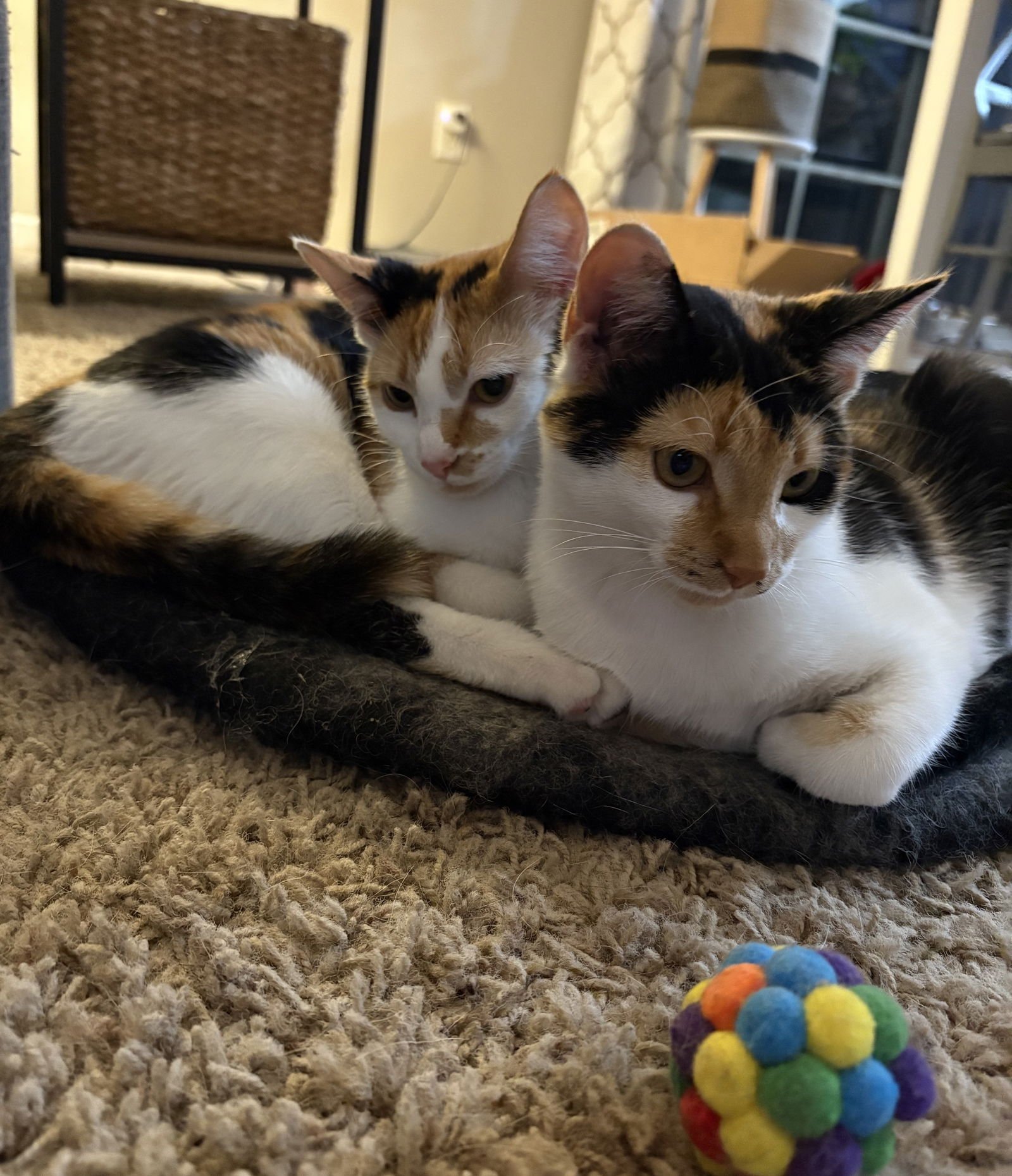 Mabel - Photo 5