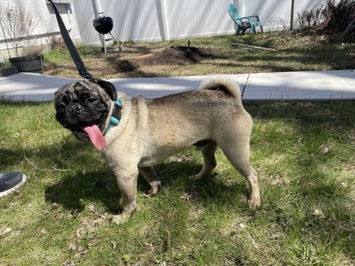GENE SIMMONS - Pug available for adoption
