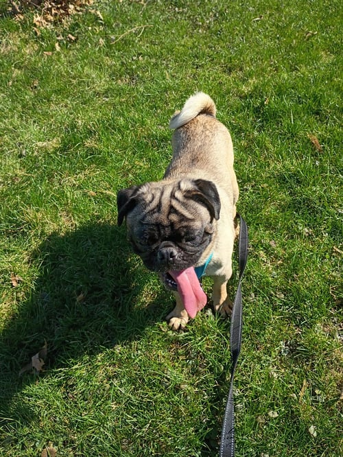 GENE SIMMONS - Pug available for adoption