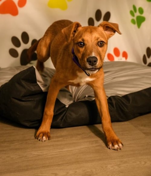 CANNOLI - Rhodesian Ridgeback available for adoption