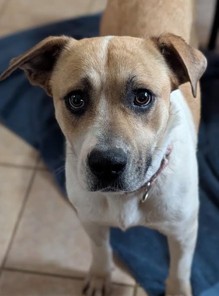 ROSEY POSEY - Labrador Retriever available for adoption