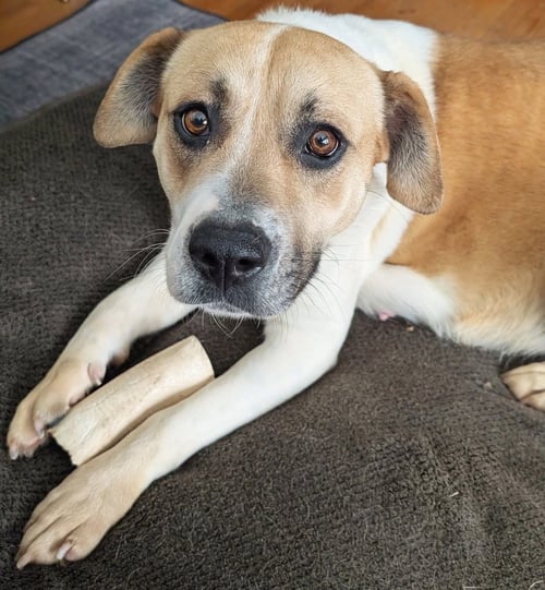 ROSEY POSEY - Labrador Retriever available for adoption