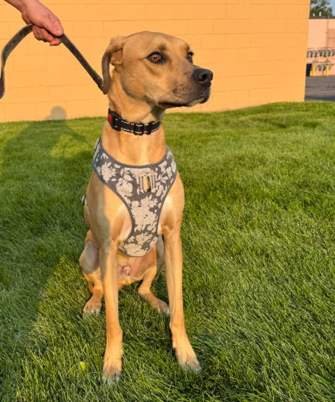 JUNIOR - Rhodesian Ridgeback available for adoption