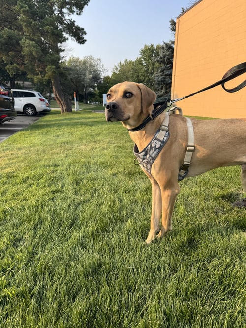 JUNIOR - Rhodesian Ridgeback available for adoption