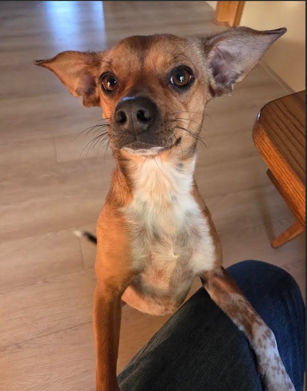 MIKA - Chihuahua available for adoption