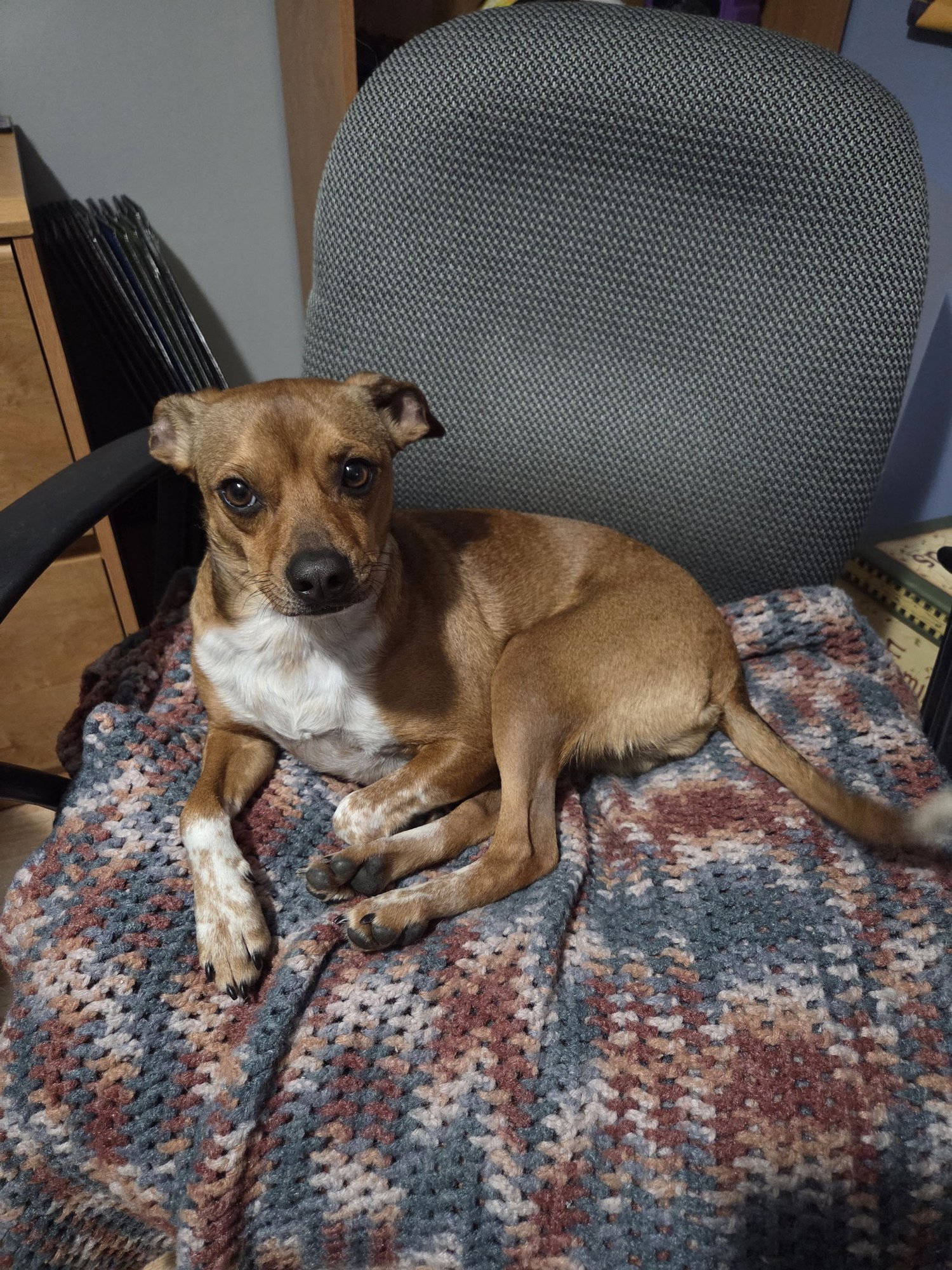 MIKA - Chihuahua available for adoption