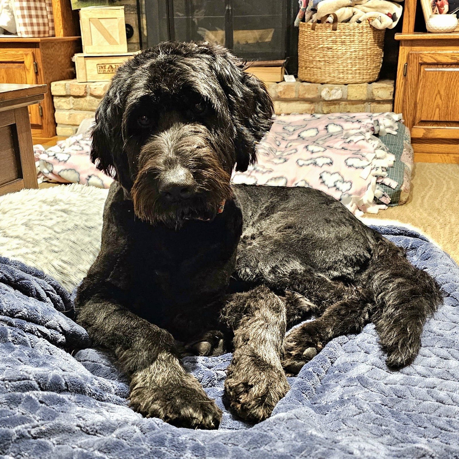 COWBOY - Labrador Retriever / Poodle (Standard) available for adoption