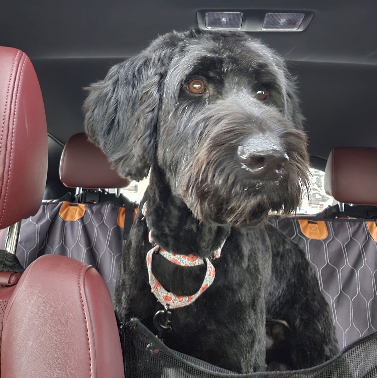 COWBOY - Labrador Retriever / Poodle (Standard) available for adoption