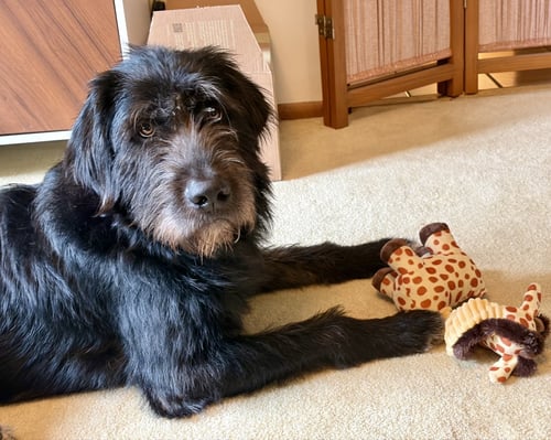 RUSSO - Irish Wolfhound available for adoption