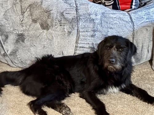 RUSSO - Irish Wolfhound available for adoption