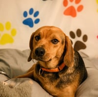 Fred - Photo 1