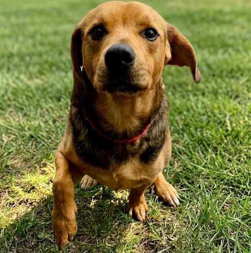 FRED - Shepherd available for adoption