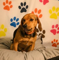 Fred - Photo 6