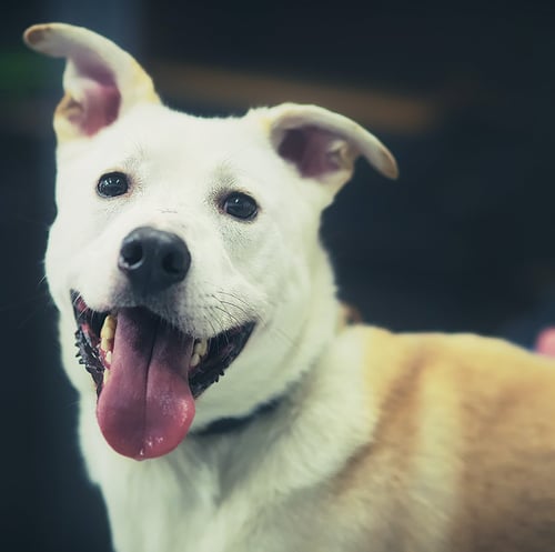 BYRON - Labrador Retriever / Husky available for adoption