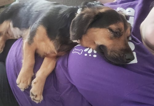 BRANDY - Basset Hound available for adoption