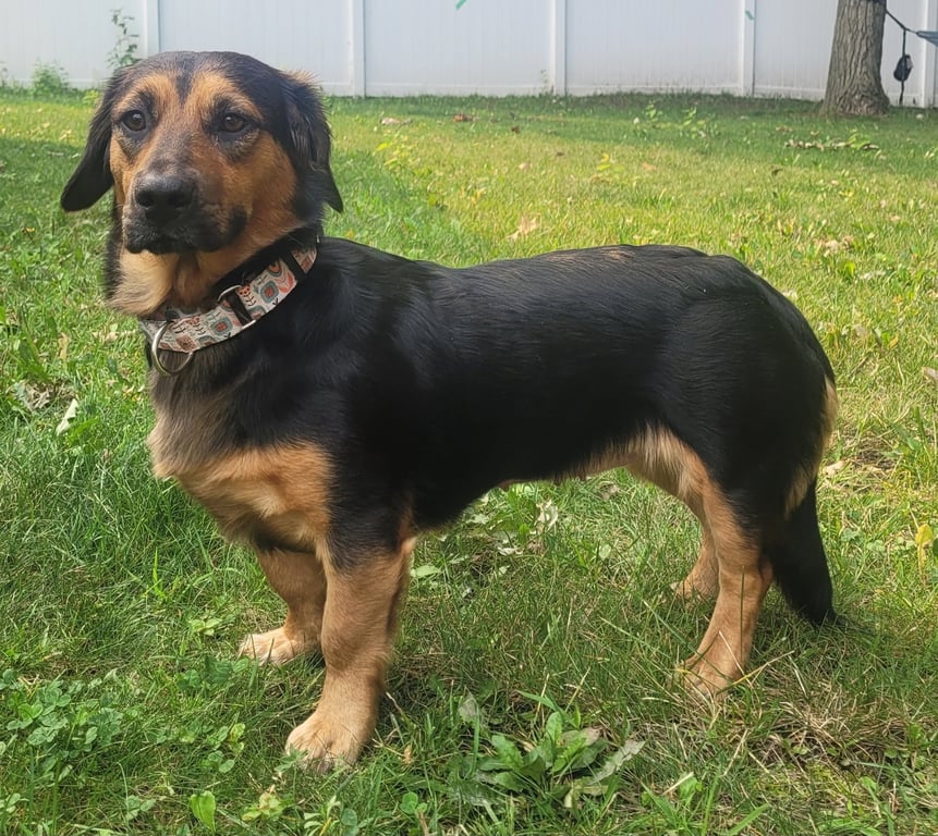Brandy Image
