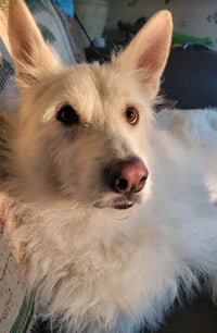 Polar - Photo 6