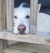 Polar - Photo 17