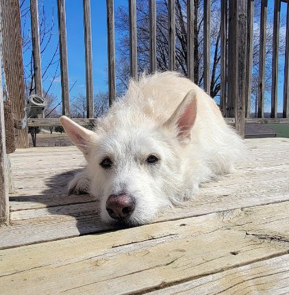 POLAR - Terrier available for adoption