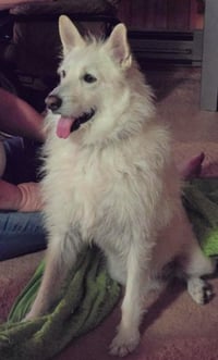 Polar - Photo 5