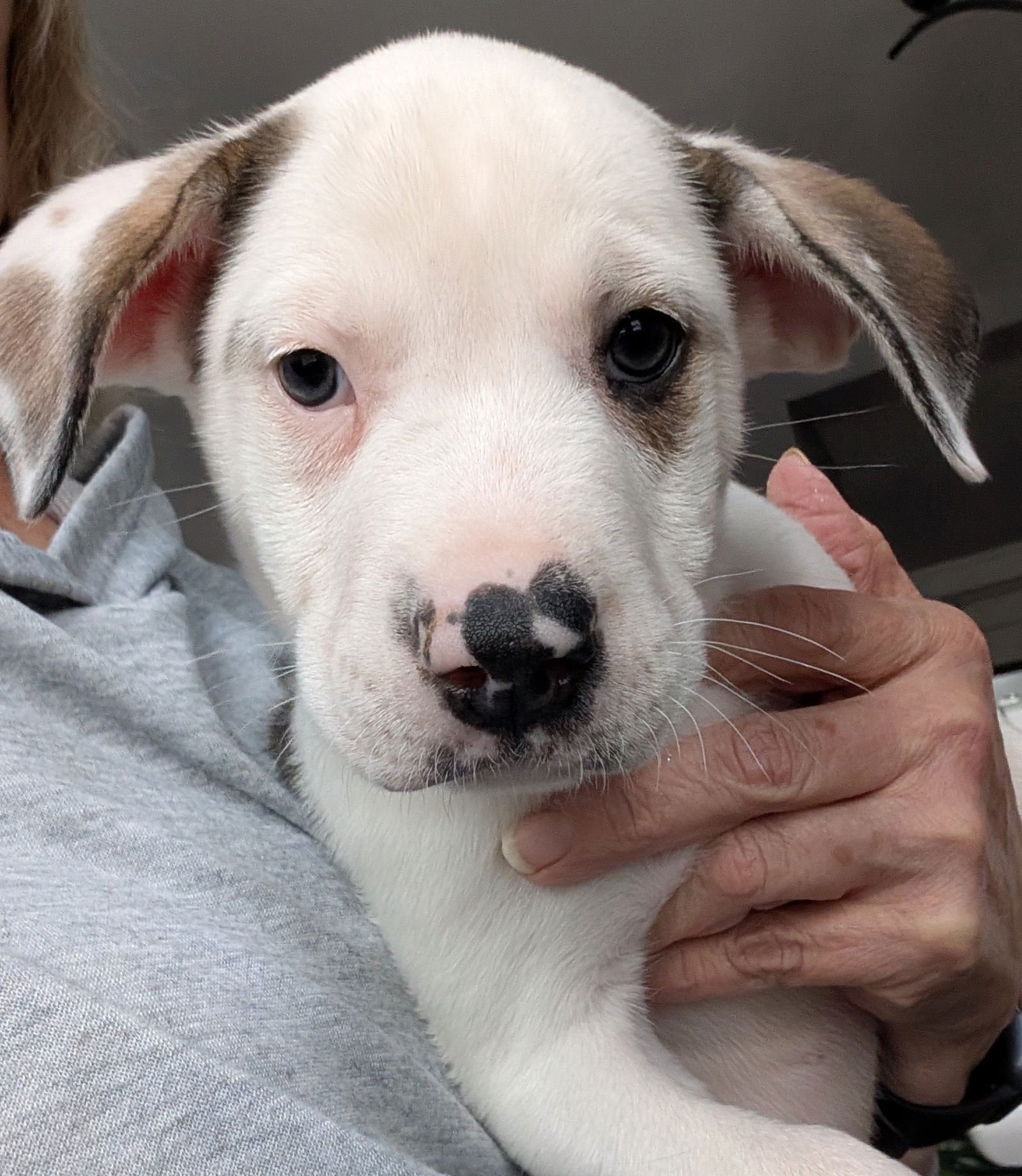 LUCKY - Great Pyrenees / Labrador Retriever available for adoption