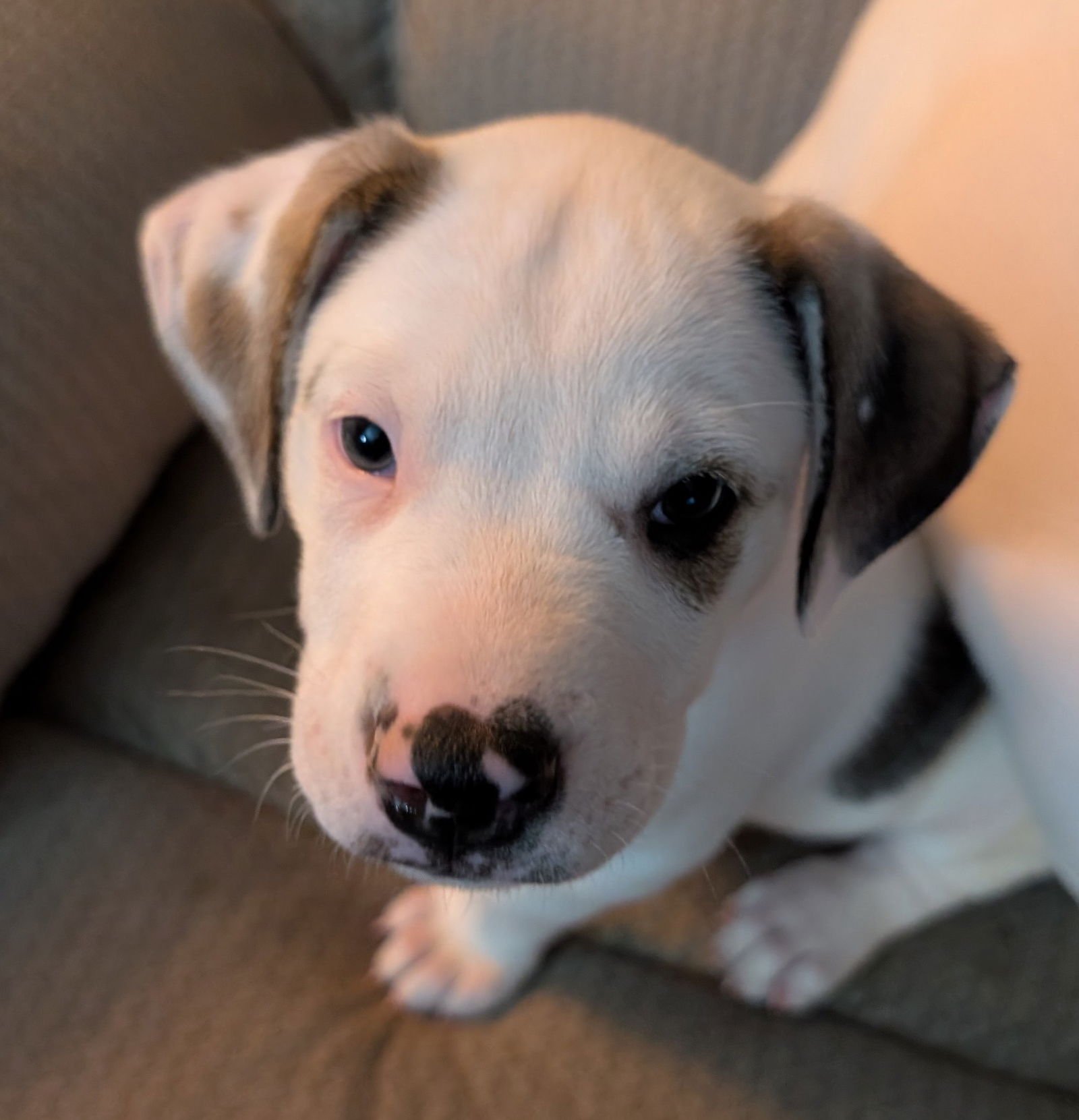LUCKY - Great Pyrenees / Labrador Retriever available for adoption
