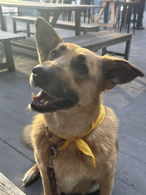 MATILDA - Shepherd available for adoption