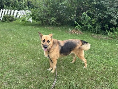 MATILDA - Shepherd available for adoption