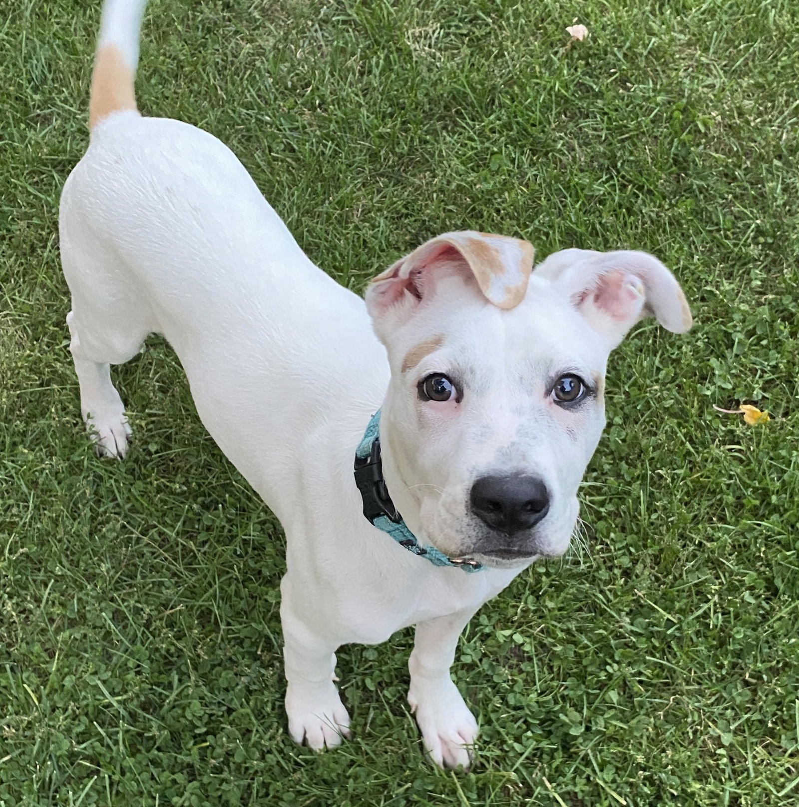 REBEL - Terrier available for adoption