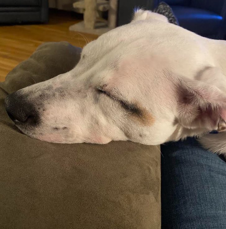 REBEL - Terrier available for adoption