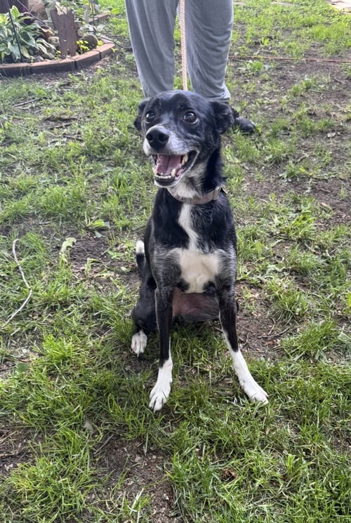 BUZZ - Rat Terrier / Border Collie available for adoption