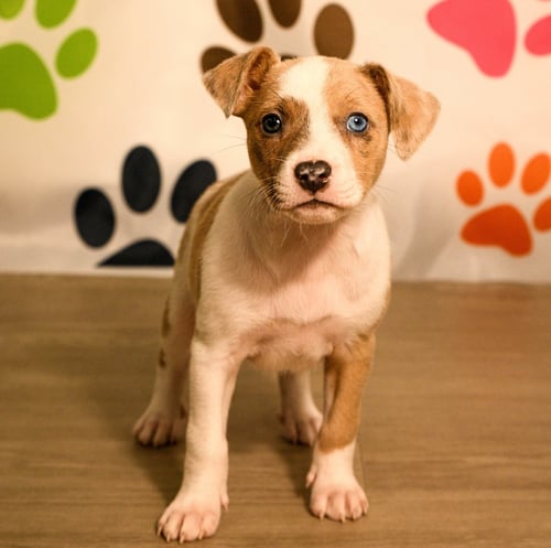 NESSA - Australian Cattle Dog/Blue Heeler available for adoption