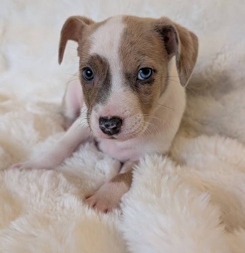 NESSA - Australian Cattle Dog/Blue Heeler available for adoption