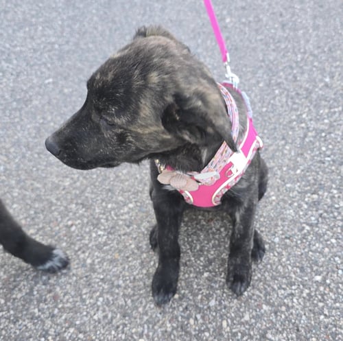 SARAH - Great Pyrenees available for adoption