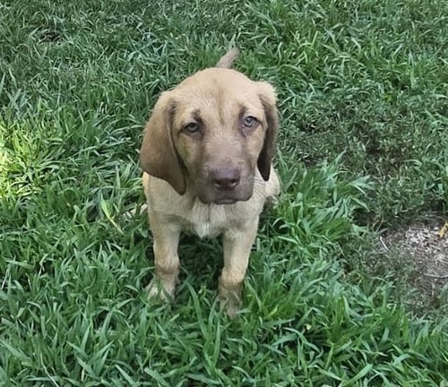 RIO - Labrador Retriever / Poodle (Standard) available for adoption