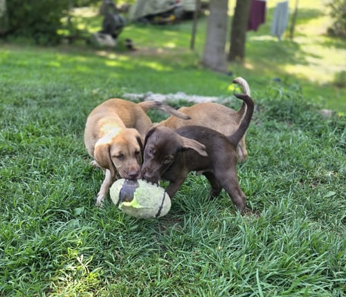 RIO - Labrador Retriever / Poodle (Standard) available for adoption