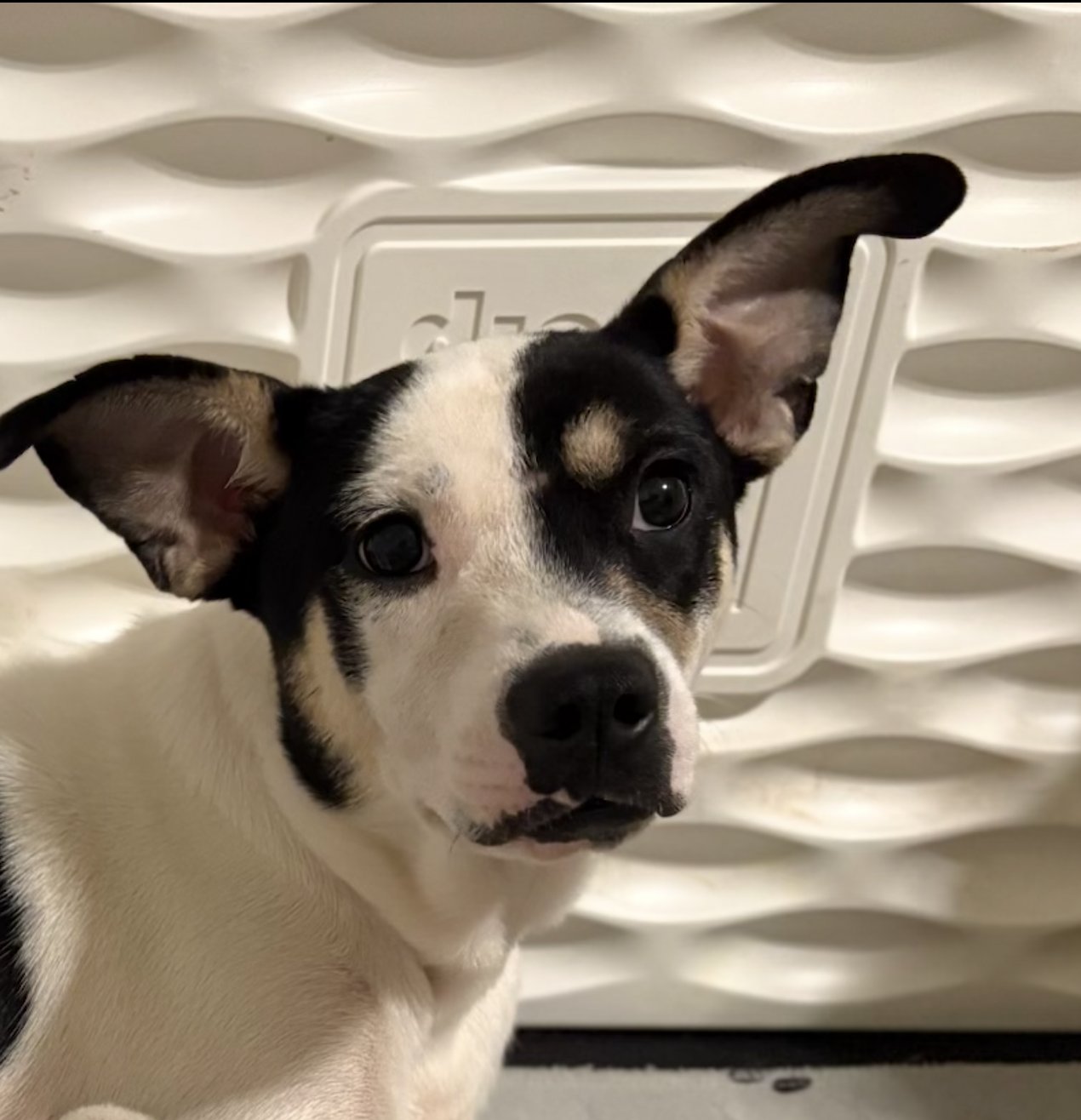 CAMILLA - Labrador Retriever available for adoption