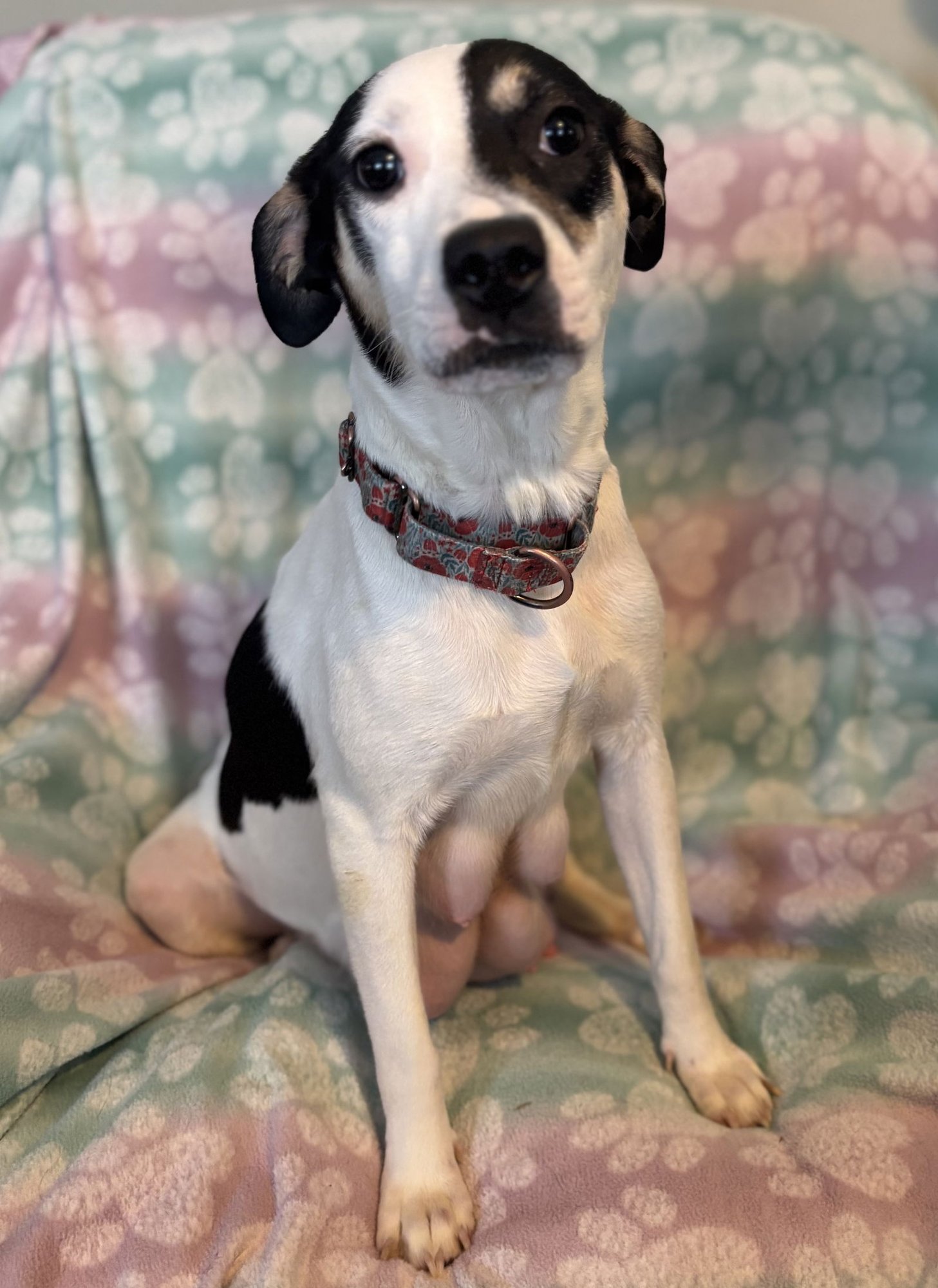 CAMILLA - Labrador Retriever available for adoption