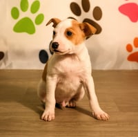 Declan - Photo 6
