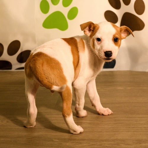 DECLAN - Australian Cattle Dog/Blue Heeler available for adoption