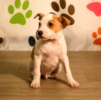 Declan - Photo 6