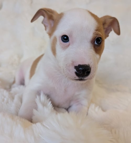 DECLAN - Australian Cattle Dog/Blue Heeler available for adoption