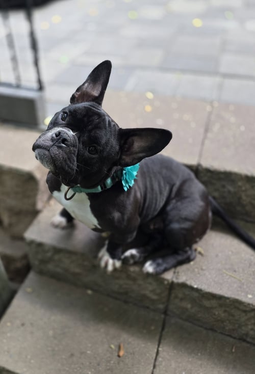 CALIENTE - French Bulldog available for adoption