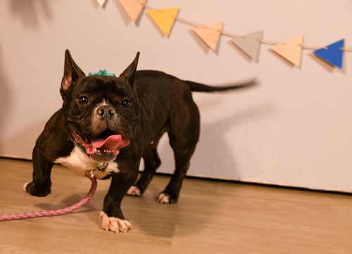 CALIENTE - French Bulldog available for adoption