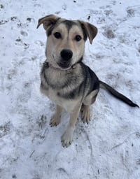 Nikolai - Photo 6