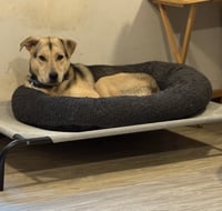 Nikolai - Photo 2