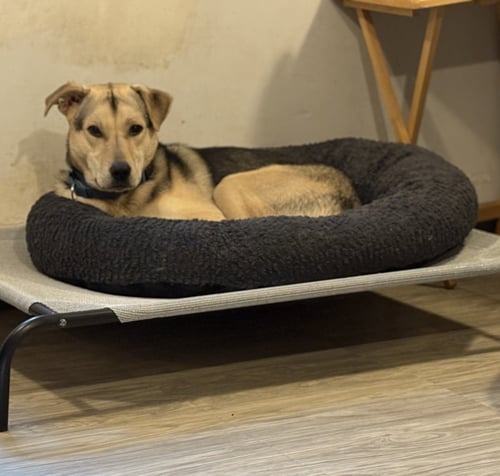 NIKOLAI - Shepherd available for adoption